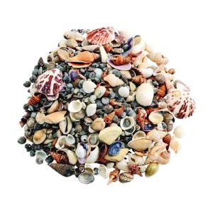 Colorations Assorted Sea Shells, Small, 1 pound, Nature, Ocean, Decorating, Décor, DIY Crafts, for Kids & Home, STEM